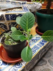 Gesnerieae