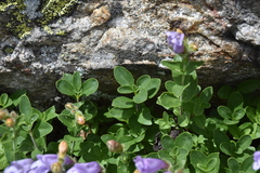 Penstemon ellipticus