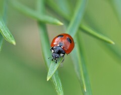 Coccinella quinquepunctata