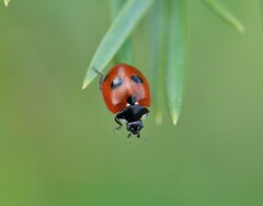 Coccinella quinquepunctata