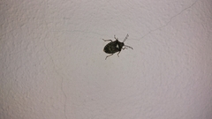 Rhaphigaster nebulosa