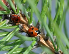 Coccinella quinquepunctata