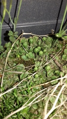 Marchantia polymorpha ruderalis