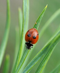 Coccinella quinquepunctata