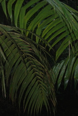 Arecoideae