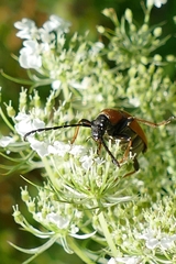 Stictoleptura rubra