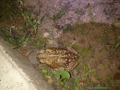 Rhinella