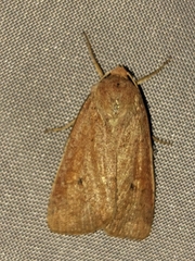 Xestia castanea