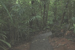 Arecoideae
