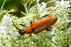 Stictoleptura rubra