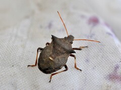 Picromerus bidens