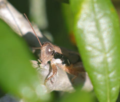 Melanoplus rotundipennis