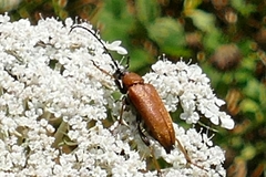 Stictoleptura rubra