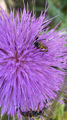 Typocerus octonotatus