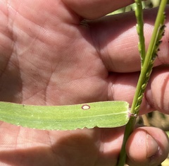 Urochloa platyphylla