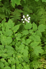 Actaea rubra neglecta