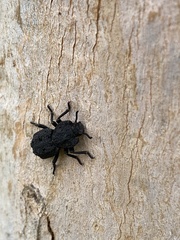 Phloeodes diabolicus