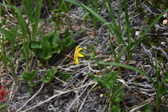 Arnica latifolia