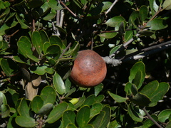 Andricus quercuscalifornicus