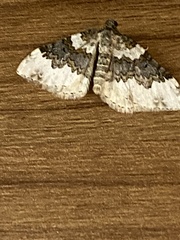 Epirrhoe galiata