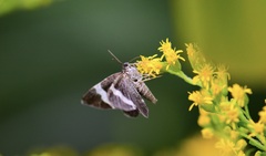 Trichodezia albovittata