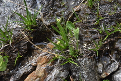 Triantha glutinosa