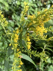 Solidago altissima