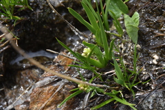 Triantha glutinosa