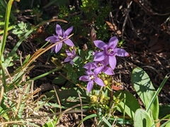 Gentianella anisodonta