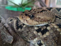 Crotalus
