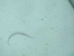 Nematoda