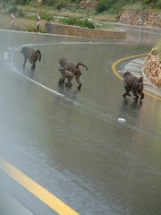 Papio ursinus ursinus