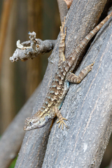 Sceloporus occidentalis occidentalis