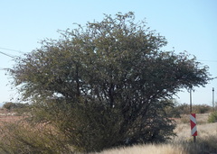 Vachellia erioloba
