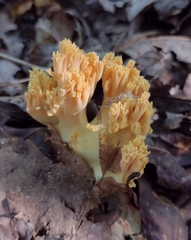 Ramaria