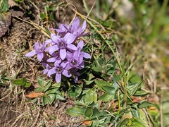 Gentianella germanica