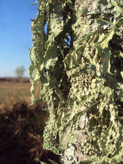 Ramalina celastri