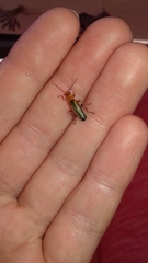 Metacantharis discoidea