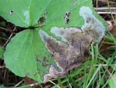 Acidia cognata