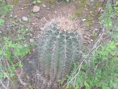 Ferocactus