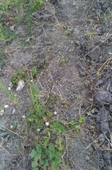 Cephalaria transsylvanica