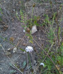 Cephalaria transsylvanica