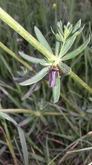 Cantharis rustica