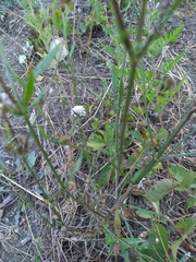 Cephalaria transsylvanica