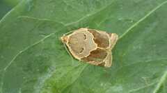 Clepsis dumicolana
