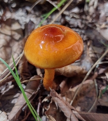 Limacella