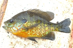 Lepomis gibbosus × macrochirus