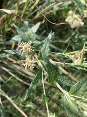 Brickellia eupatorioides