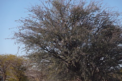 Vachellia erioloba