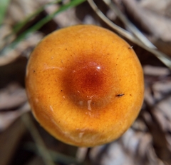 Limacella